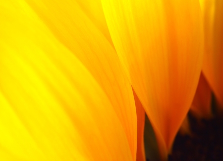 The golden curves of a sunflower